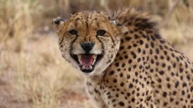 Close-up of a cheetah snarling, showing its teeth and spotted fur.