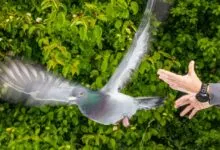 Pigeon in mid-flight with blurred wings near outstretched hand.