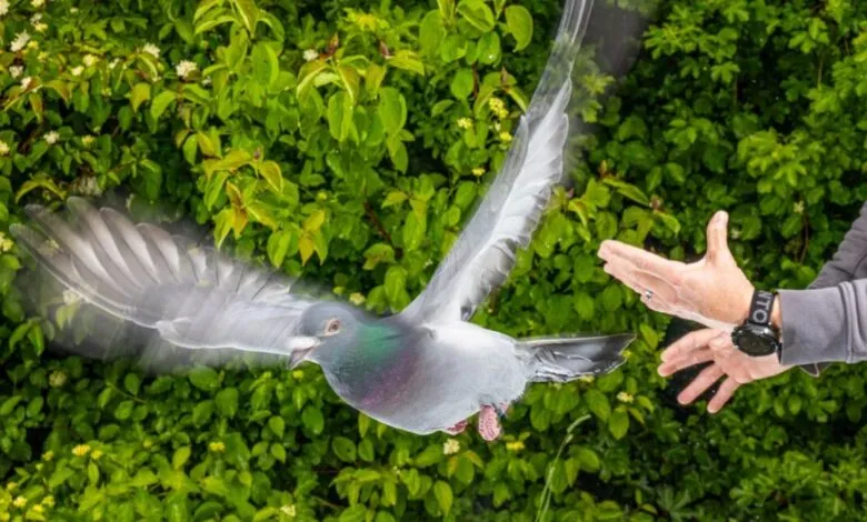 Pigeon in mid-flight with blurred wings near outstretched hand.