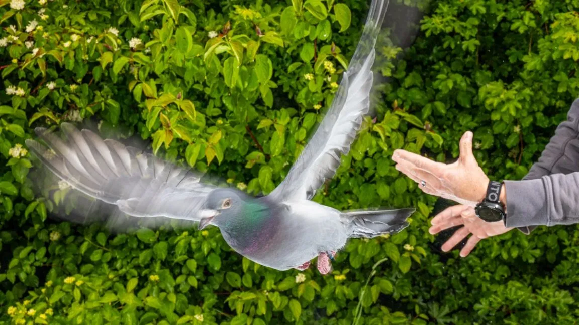 Pigeon in mid-flight with blurred wings near outstretched hand.