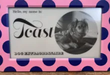 Photo of 'Toast' the dog in a pink polka dot frame.