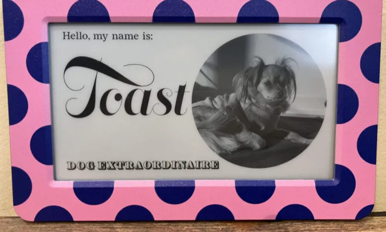 Photo of 'Toast' the dog in a pink polka dot frame.