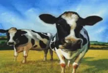 Two black and white cows stand in a grassy field under a blue sky.