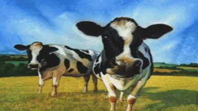 Two black and white cows stand in a grassy field under a blue sky.