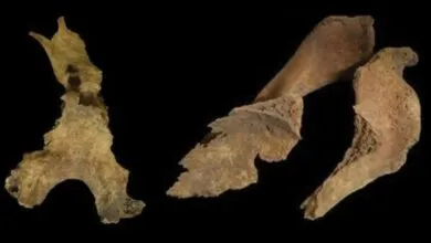 Iron Age Britons Removed Brains of the Dead, Study Finds