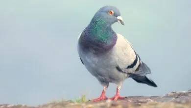 Slow-cial app Roost mimics carrier pigeon speed