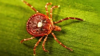 Tick-Linked Meat Allergy May Be More Common Than Thought