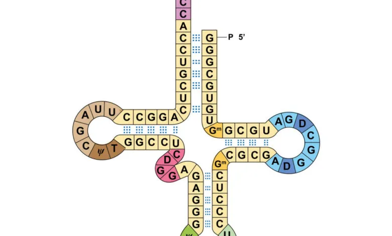 Detailed scientific illustration of a cloverleaf model of transfer RNA showing nucleotide sequences.