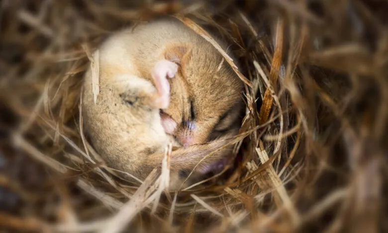 A tiny dormouse curls into a tight ball, deeply hibernating inside a cozy nest of dry straw.