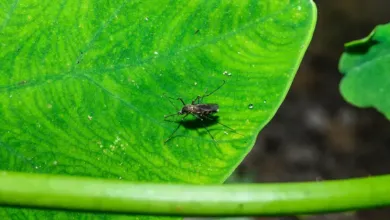 A mosquito rests on a vibrant green leaf, showcasing its slender legs and striped body.