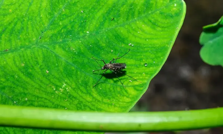A mosquito rests on a vibrant green leaf, showcasing its slender legs and striped body.