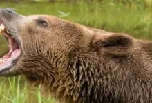 Close-up of a grizzly bear roaring with its mouth wide open near a grassy riverbank.