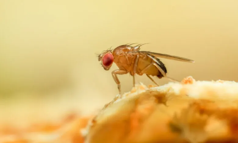 Close-up macro of a fruit fly with bright red eyes standing on a textured surface.