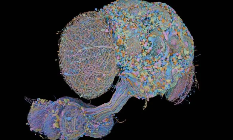 3D visualization of a fruit fly brain displaying colorful neurons and synaptic connections on black
