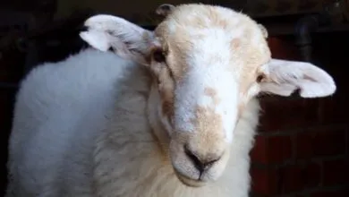 Medieval Manuscripts Reveal Deadliest Sheeppox Virus History