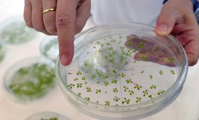Close-up of a scientist's hand holding a petri dish with small, genetically modified Arabidopsis plants.