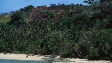 Fiji's Ants Signal a Global Insect Crisis