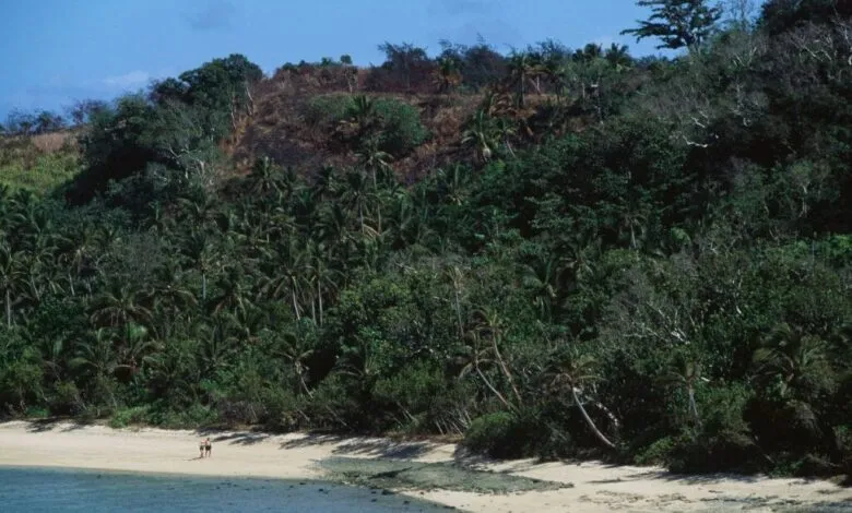 A tropical beach with lush green forest and palm trees meeting the sand.
