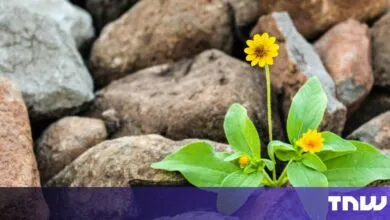The Overlooked Metric That Predicts Startup Success: Resilience