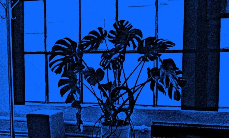 Monstera plant silhouetted against a bright blue window.