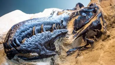 Nanotyrannus: A Separate Species, Not a Young T. Rex