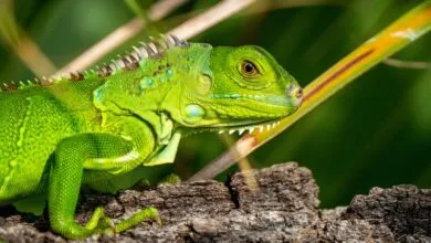 SUSE Linux 16 Arrives with Digital Sovereignty Focus