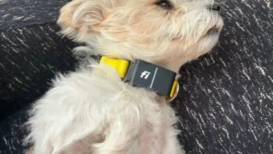 We Tested Every Pet Tech Device So You Don't Have To