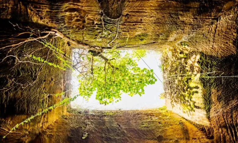 Looking up from a deep, square hole at a tree with bright green leaves.
