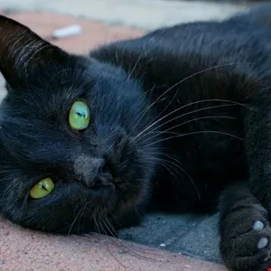 Close-up of a sleek black cat with striking green eyes lying on brick.