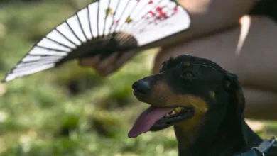 Why Extreme Heat Makes Animals Act Dumb