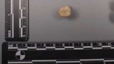 Fossil Tooth Protein Hints Denisovans Passed DNA to Humans