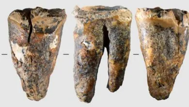 Neanderthals Drilled Cavities for Toothache Relief 59,000 Years Ago