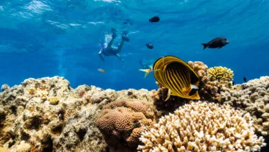 Scientists Hunt for Heat-Resistant Reefs as Coral Crisis Deepens