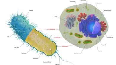 First Complex Cells Drew Genes from a Mix of Species