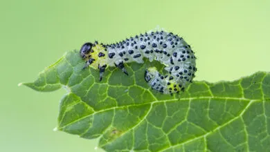 Beans Recruit Immune Receptors to Attack Caterpillars