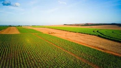 How Patent Holders on Seeds Stifle Innovation