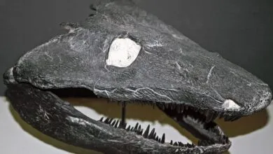 Ancient Land Animals Evolved Without Tadpole Stage