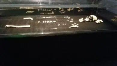 All Known Homo Naledi Are Female, With Fascinating Implications