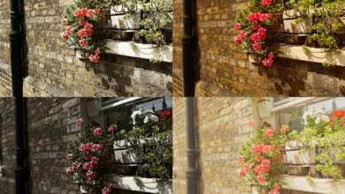Sony's AI Camera Assistant falls short of expectations