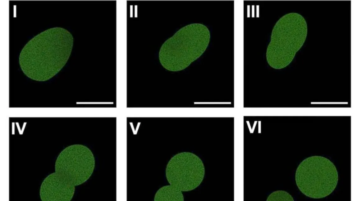 Microscopy images I through VI show a green droplet undergoing fission into two smaller parts.