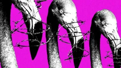 Meta’s Copyright System Targets Albanian Protesters