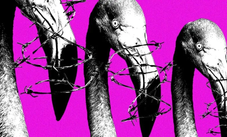 Three black and white flamingo heads entangled in barbed wire against a vibrant magenta background.