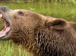 BigBear 2 PhaaS Campaign Steals Over 5,000 Microsoft Credentials