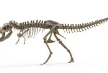 Complete Tyrannosaurus Rex skeleton viewed from the side on a white background