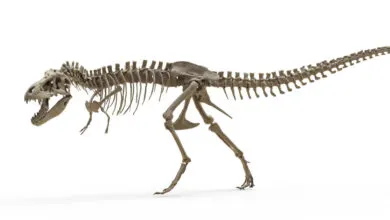 Complete Tyrannosaurus Rex skeleton viewed from the side on a white background