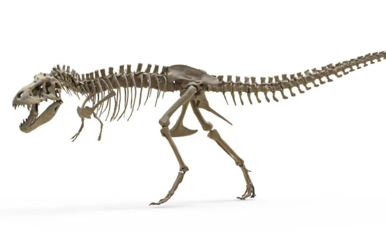 Complete Tyrannosaurus Rex skeleton viewed from the side on a white background