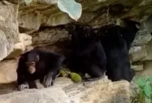 Several chimpanzees huddle under a rocky ledge in a natural habitat
