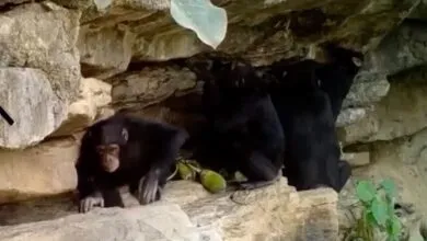 Chimps Teach Their Young Tool Tricks