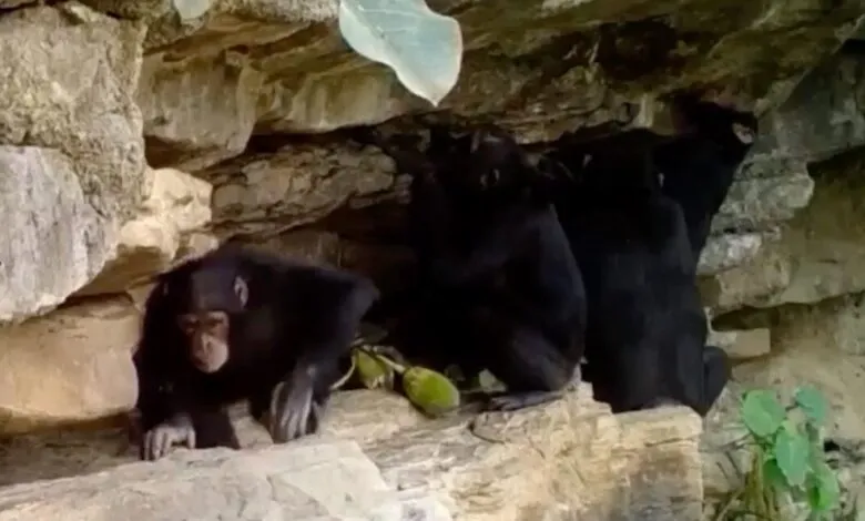 Several chimpanzees huddle under a rocky ledge in a natural habitat