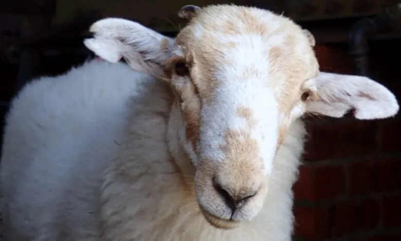 Close-up portrait of a white sheep with brown patches on its head and floppy ears.